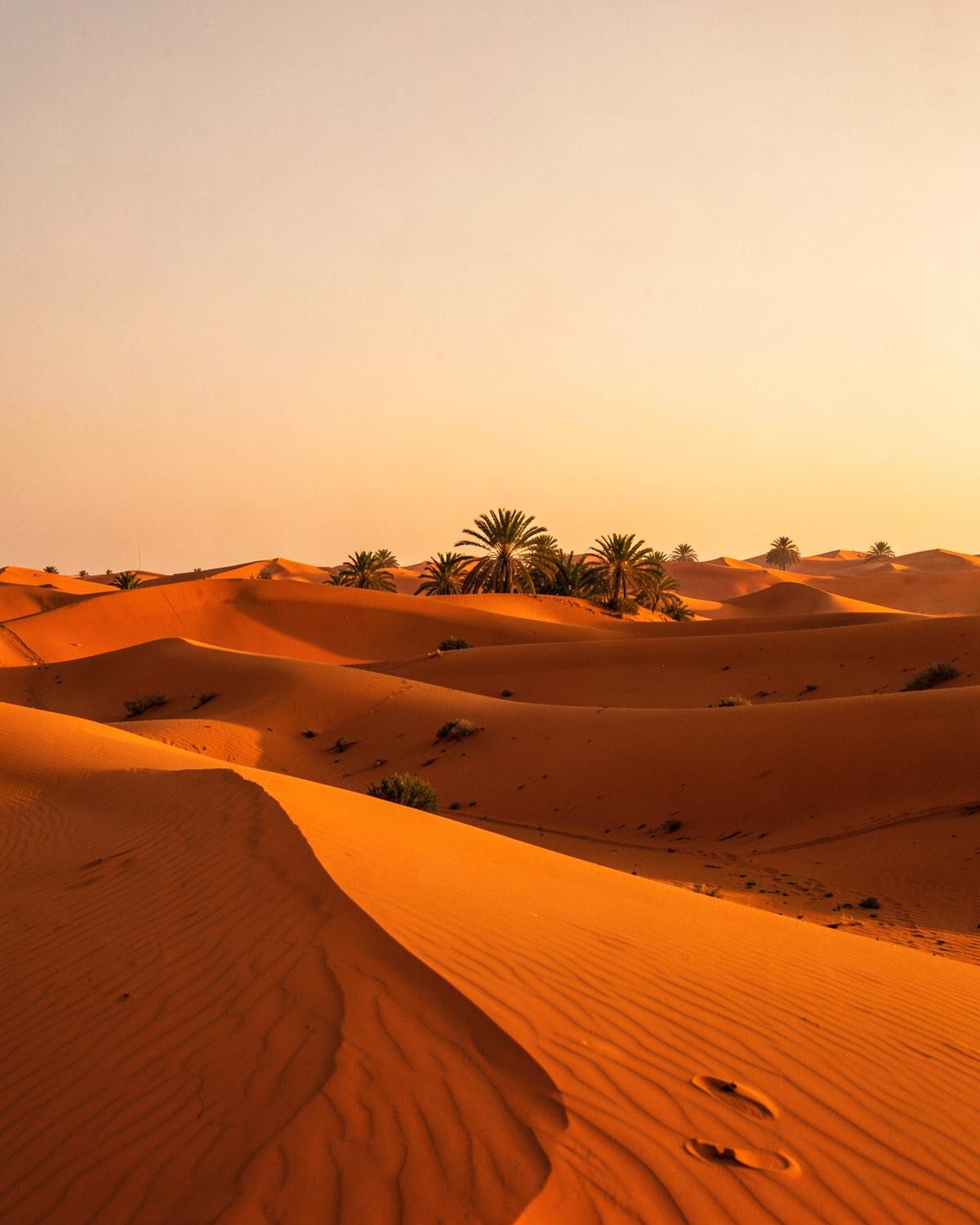 ليوا — رمل ونخيل وأطيب تمر